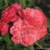 Mary Rose